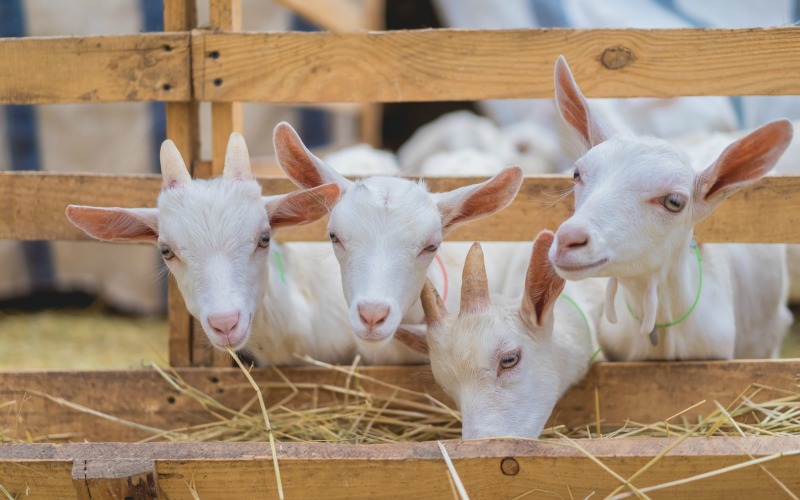 Baby dairy goat breeds peaking through a fence