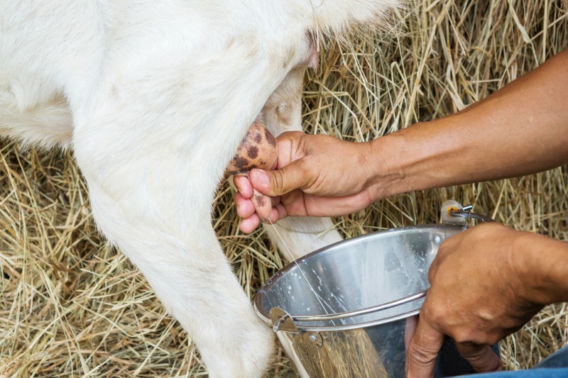 Milking a dairy goat. Miniature goat breeds 