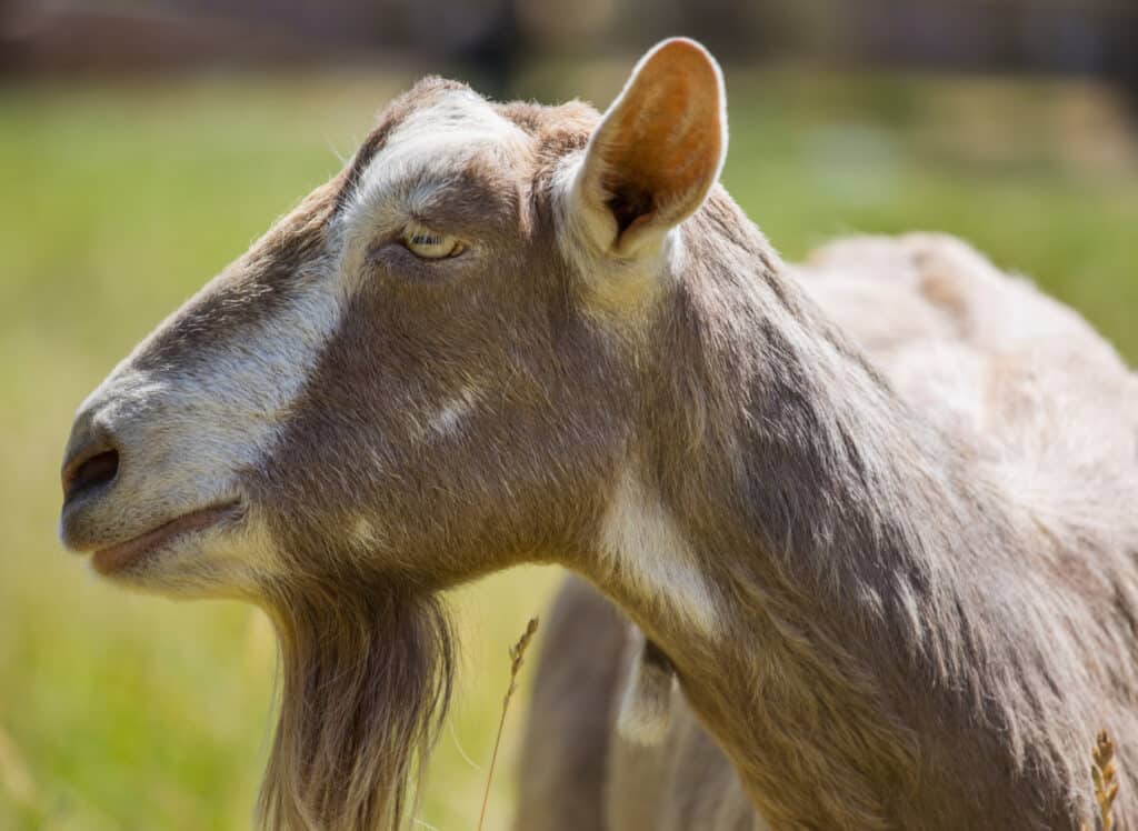 close up shot of the face of a toggenburg dairy goat