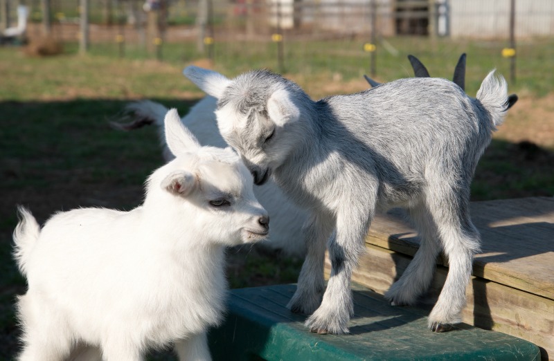 kinder goat kids