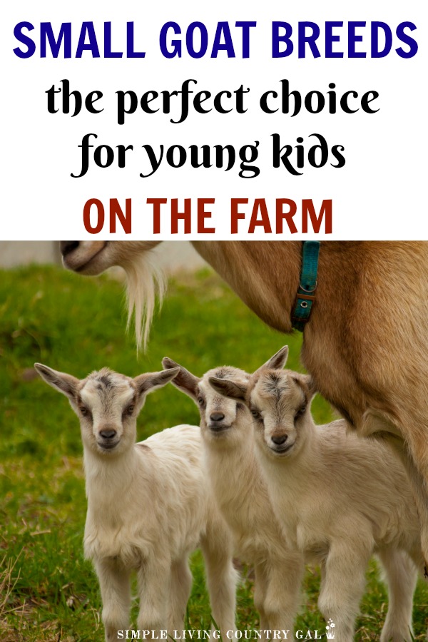 Do you have a young family or are you living on a small plot of land? Have you wanted to add goats but just thought you couldn't because your kids are too young or your land is too small? Guess again! Miniature goat breeds give you all the perks of raising goats without all the room requirements and now they are easier to find than ever! #goats #dairygoats #miniaturegoats #dwarfgoats #urbanfarm #farm #homesteading