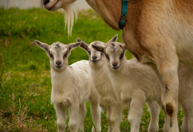 Bébés chèvres. Une race de chèvre miniature pour la petite famille