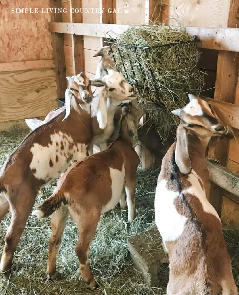 goat kids eating hay from a hay rack