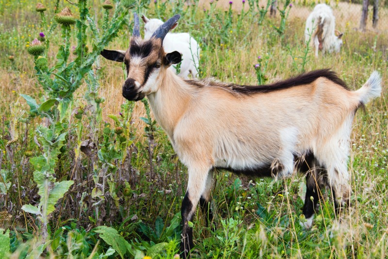 Kinder goat in a pasture. Another miniature dairy goat breed for yoru farm