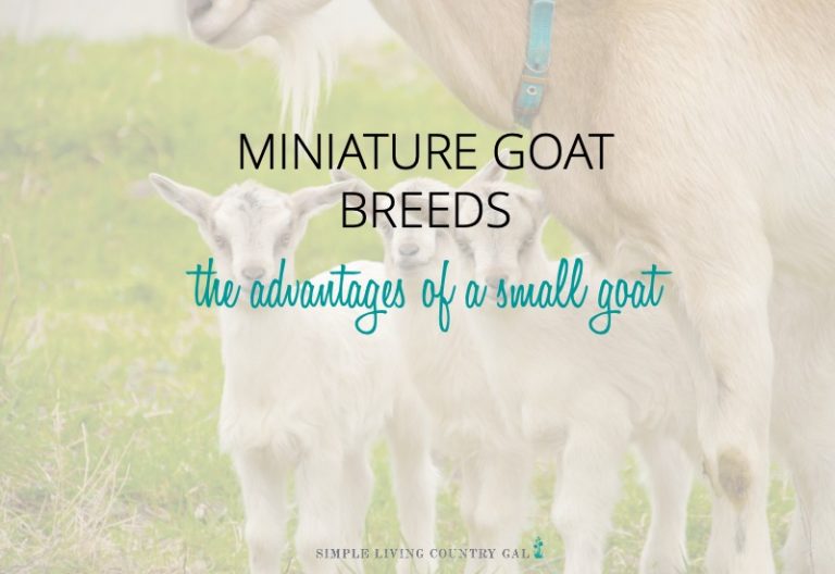 Miniature Goat Breeds