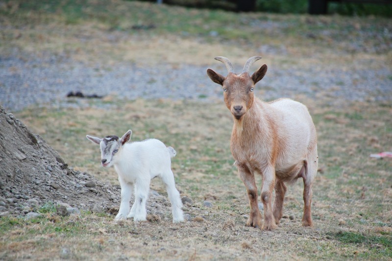 nigerian dwarf doe and kid. A small dairy goat breed 