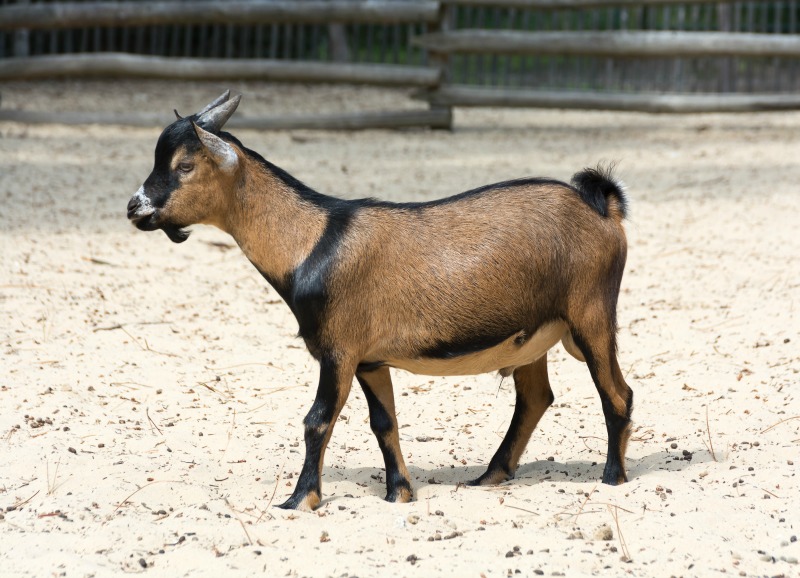 piccolo esempio di razza caprina, una mini capra nana nubiana