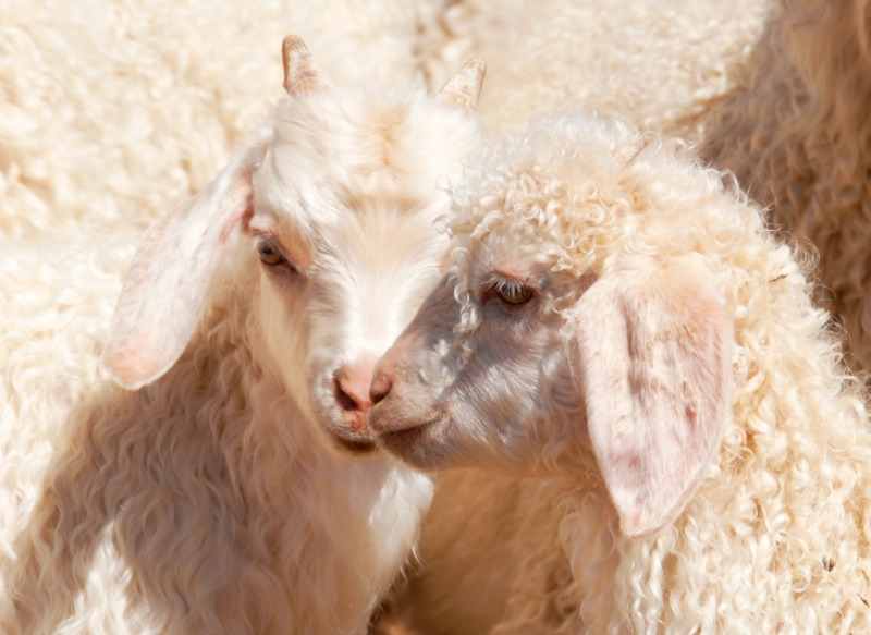 capre angora baby. Capre incrociate Pygora e Nigoa. Una meravigliosa piccola razza di capra per la tua fattoria!