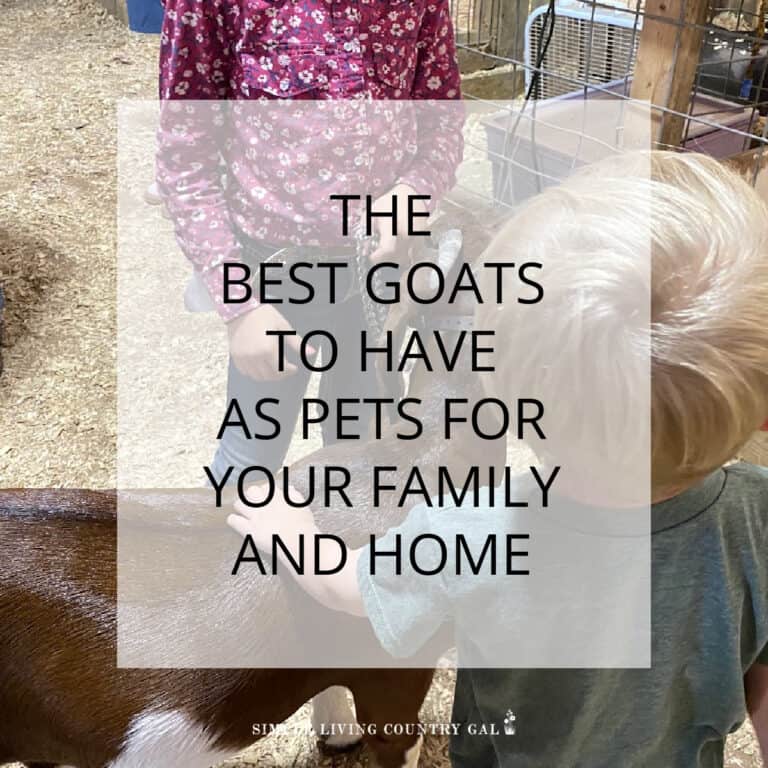 Goat Breeds for Pets