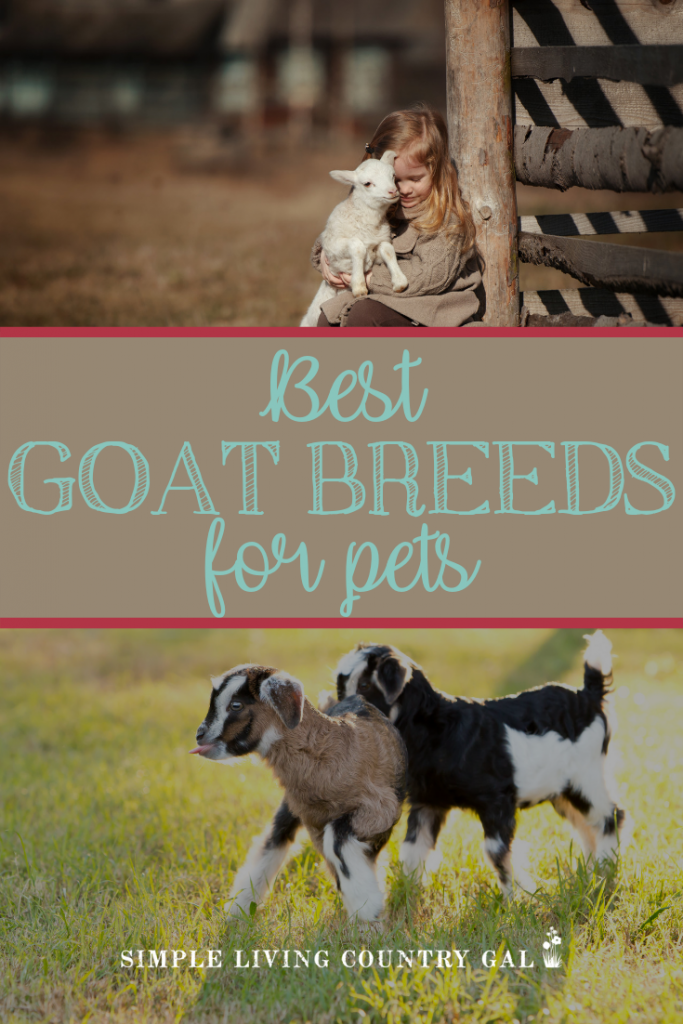 best goat breeds for pets