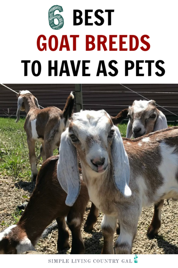 Don't you just love the videos of all the adorable baby goats and you are thinking of adding one to your family? Well, guess what, those little goats grow up and big. This list of goat breeds for pets will help you pick the best goat for your family and homestead. #goatsforpets #goatpets #goats