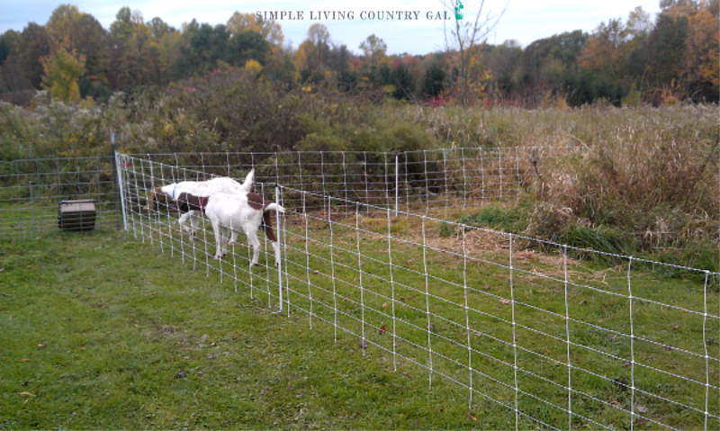 goats in a fence. The best goat breeds for pets