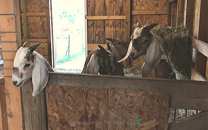 Young goats on a gate. The top breeds of goats for family pets