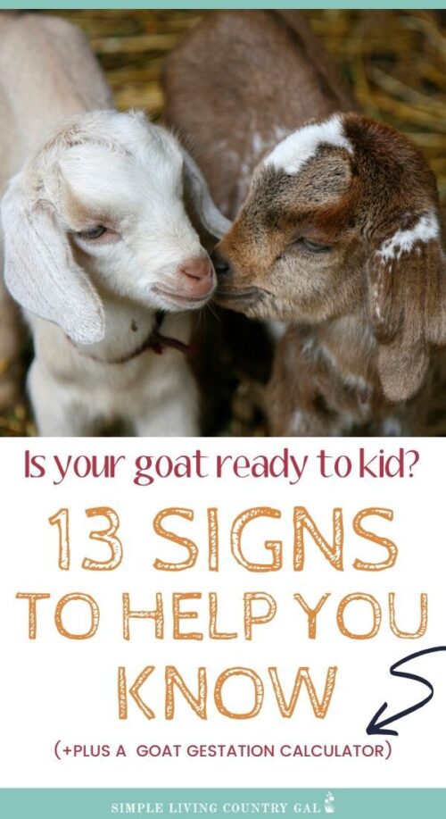 13 Goat Kidding Signs | Simple Living Country Gal