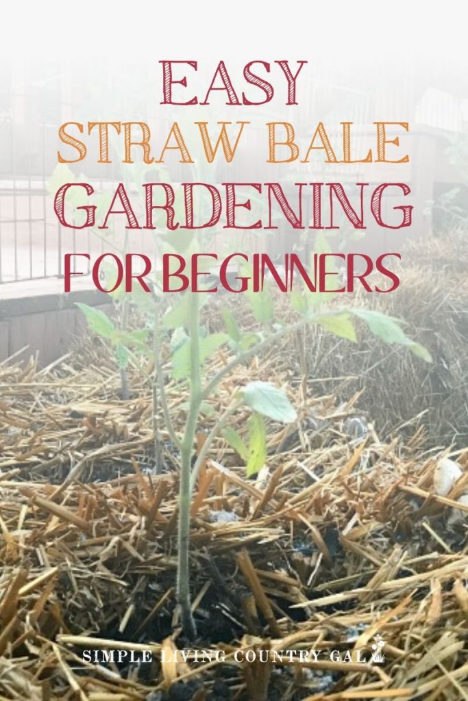 Gardening 101 using bales of straw. Straw bale gardening ultimate guide. Step by step straw bale gardening. How to grow your vegetables using a straw bale. Backyard gardening tips for straw bale gardening. Container gardening tips for straw bales. Vegetable garden tips for beginners. #strawbalegardening #garden #slcg