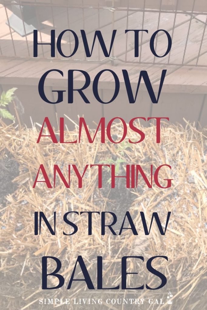 How to grow a garden in straw bales. Straw bale gardening ultimate guide. Step by step straw bale gardening. How to grow your vegetables using a straw bale. Backyard gardening tips for straw bale gardening. Container gardening tips for straw bales. Vegetable garden tips for beginners. #strawbalegardening #garden #slcg