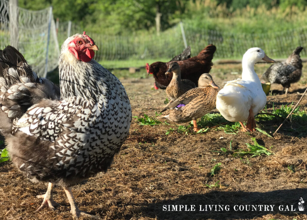 a flock of healthy chickens and ducks in a backyard