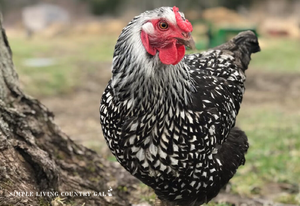 a healthy vibrant chicken