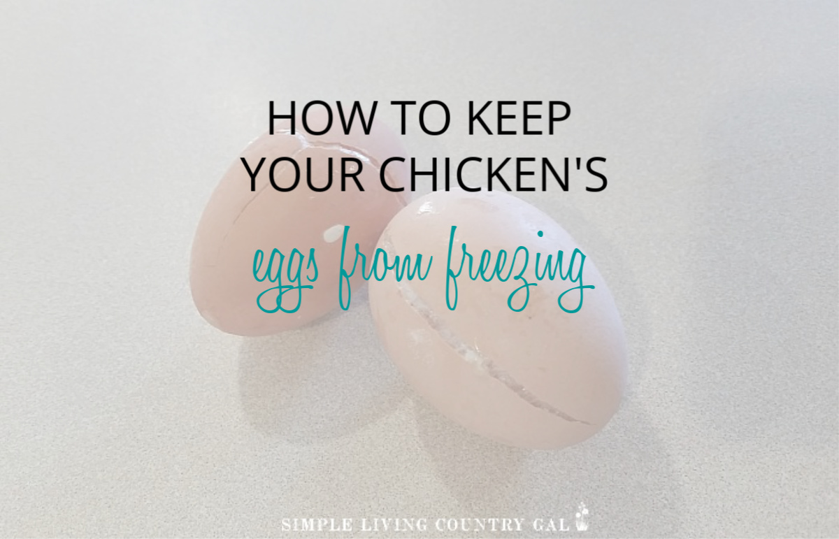 How To Keep Eggs From Freezing In The Winter