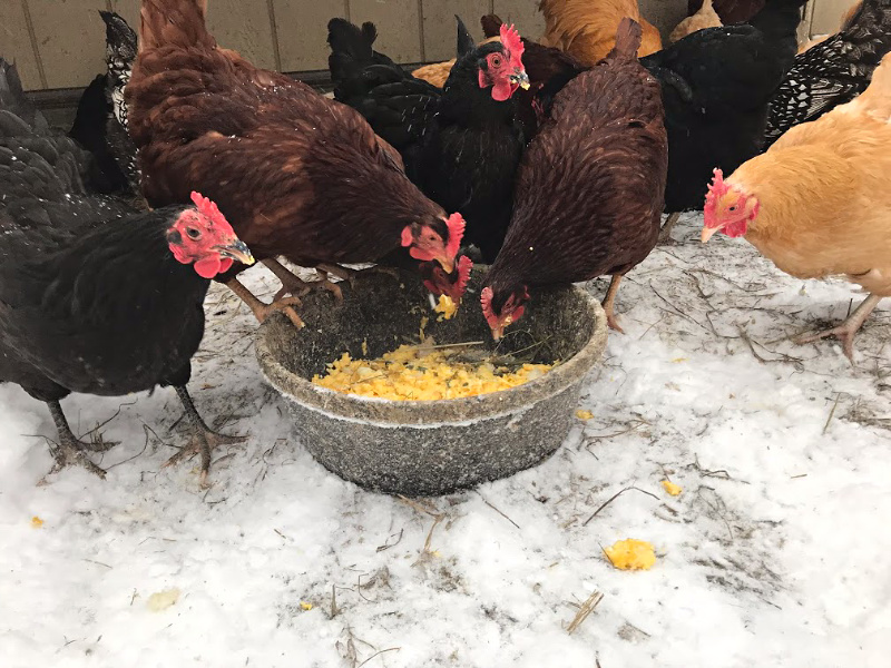 FEEDING EGGS TO THE CHICKENS out in a winter coop