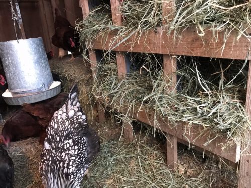 Building Milk Crate Chicken Nesting Boxes 