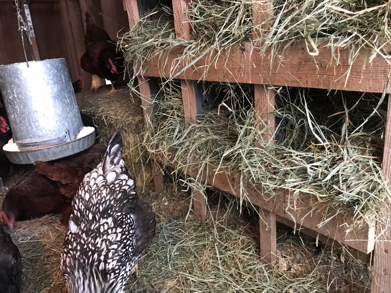 CHICKEN NEXT TO DIY NESTING BOXES