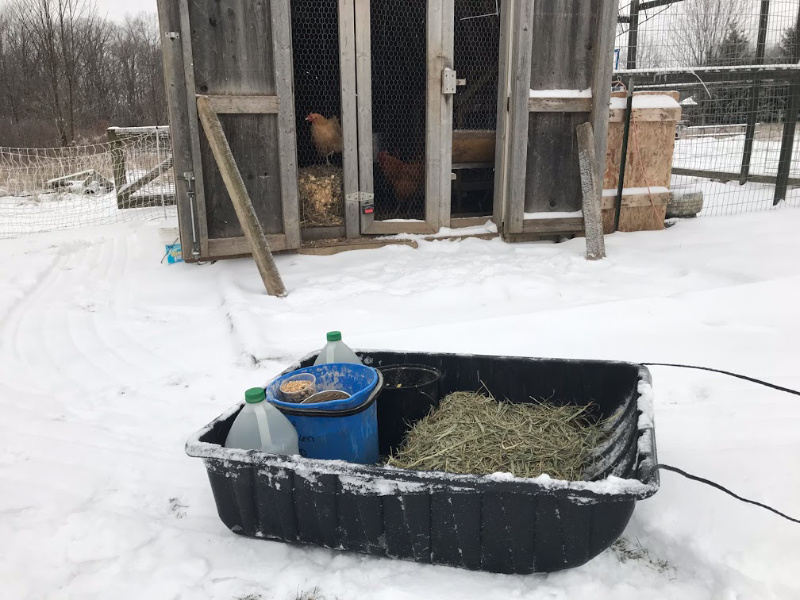 Utility sled with water, chicken feed and fresh hay for the chicken coop that is in the background