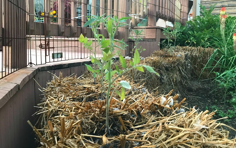 A plant is sprouting inside the straw bale garden!