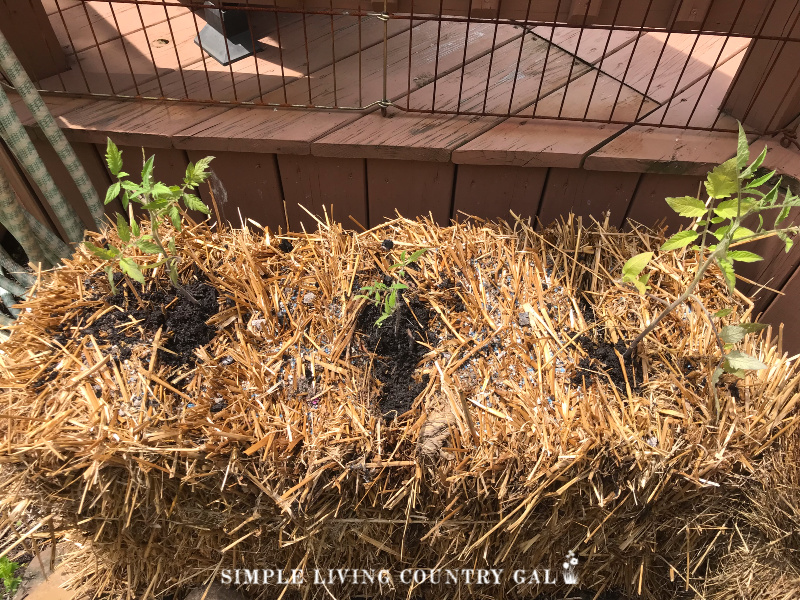 This straw bale garden is sprouting some healthy plants and vegetables.