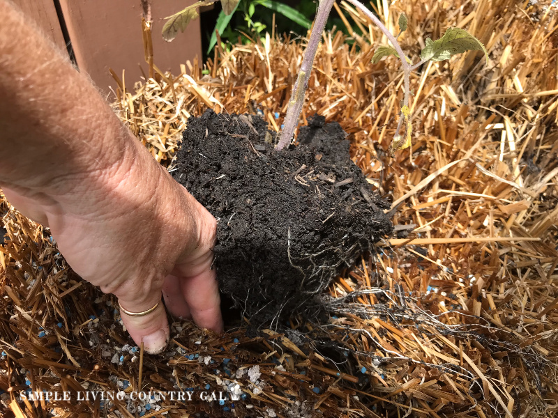 planting a tomato plant in a straw bale using soil and fertilizer.