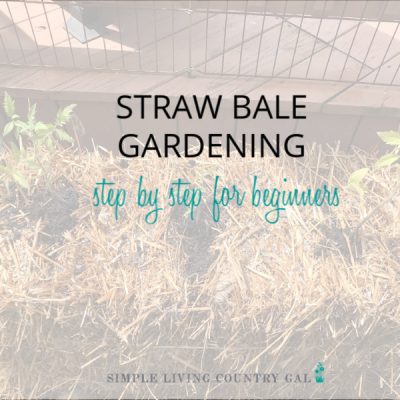 Have you heard of straw bale gardening but have not tried it out yet? This guide will walk you through what it is, how to set one up, what to plant and harvesting tips. Learn the science behind how it all works so you know what you are doing and why. #strawbalegardening #garden #slcg