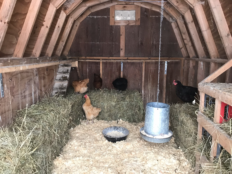 winter set up of a chicken coop inside