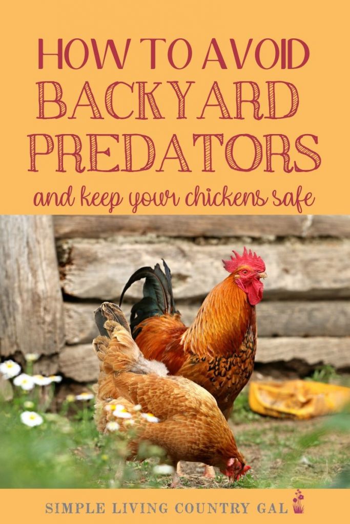 Want to keep your chickens and ducks safe from predators? I have a few tips that can help. A step by step guide on how to keep your backyard chickens safe from predators. Stop attacks before they start, keep chickens and eggs safe. #chickens #chickencoop #slcg
