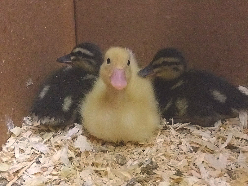 baby ducklings in a DIY brooder box