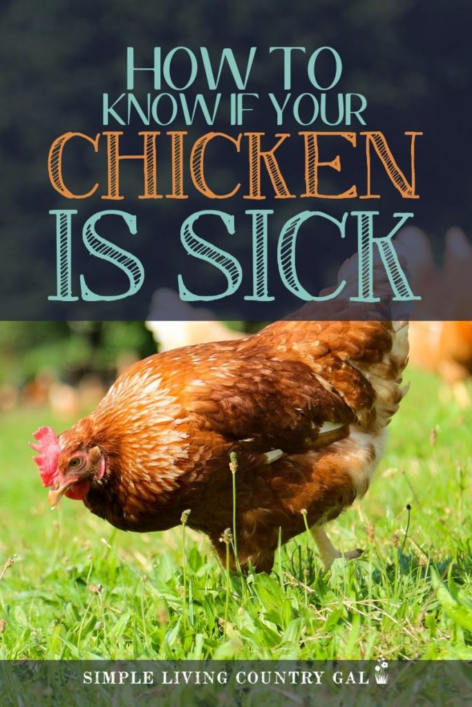 Sometimes a chicken will not let you know they are sick until it is too late to help. Know the signs so you are can stop things from getting worse if your backyard chicken is sick. What to do if you have a sick hen in your chicken coop and more. #backyardchickens #chickens #homesteading #slcg