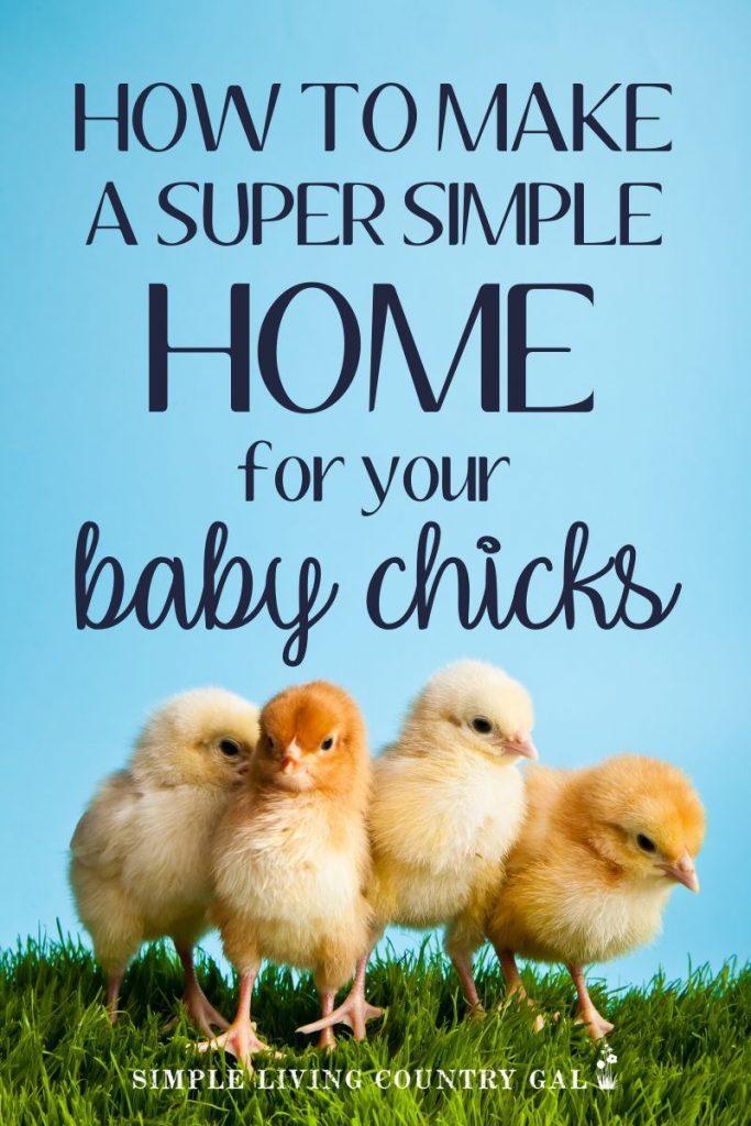 How to create a super simple and cheap DIY chick house. Here is your to-do list. Start with a home, also called a brooder. A simple DIY brooder you can make with supplies that are extremely inexpensive or even on hand! #ducklings #duckbrooder #babychicks