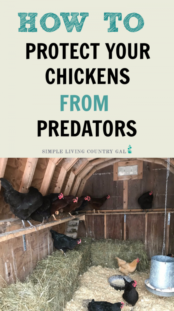 chicken predators