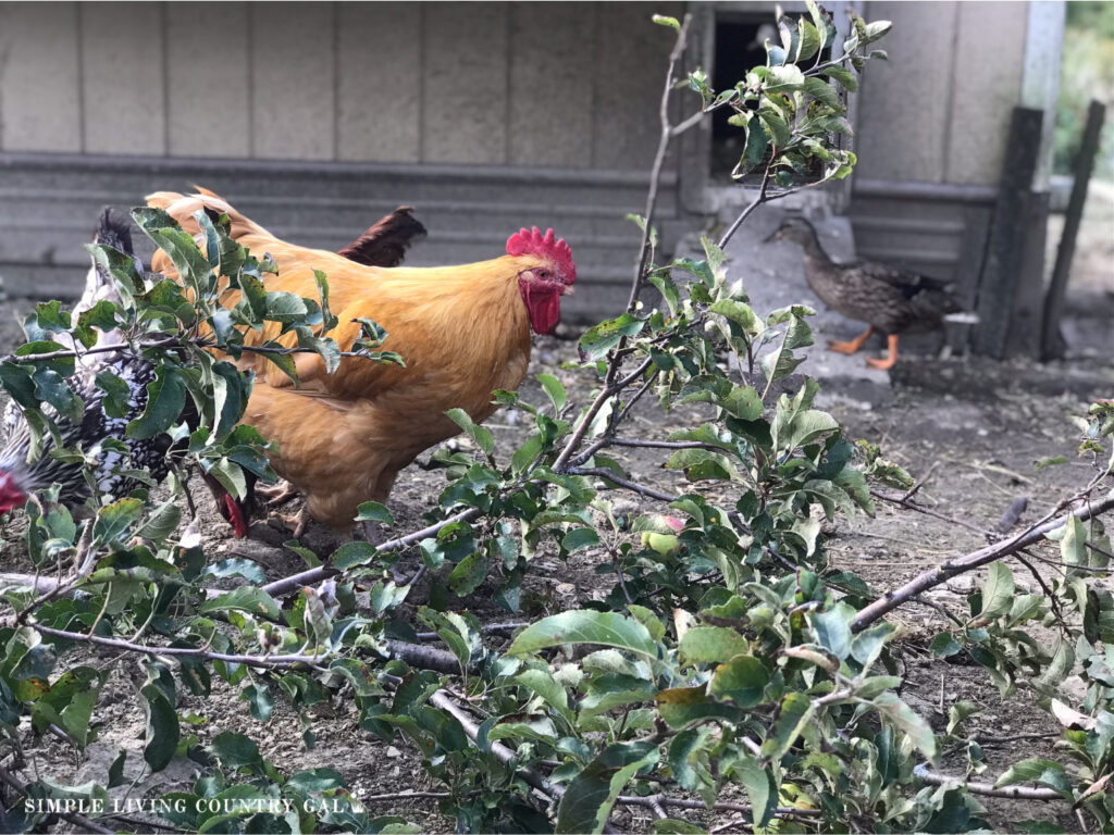 chicken near a leaves and branches