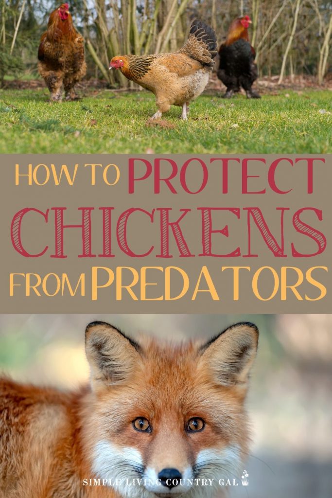 A fox is a dangerous backyard chicken predator