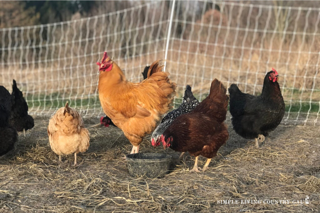 chickens scratching in a diy chicken run