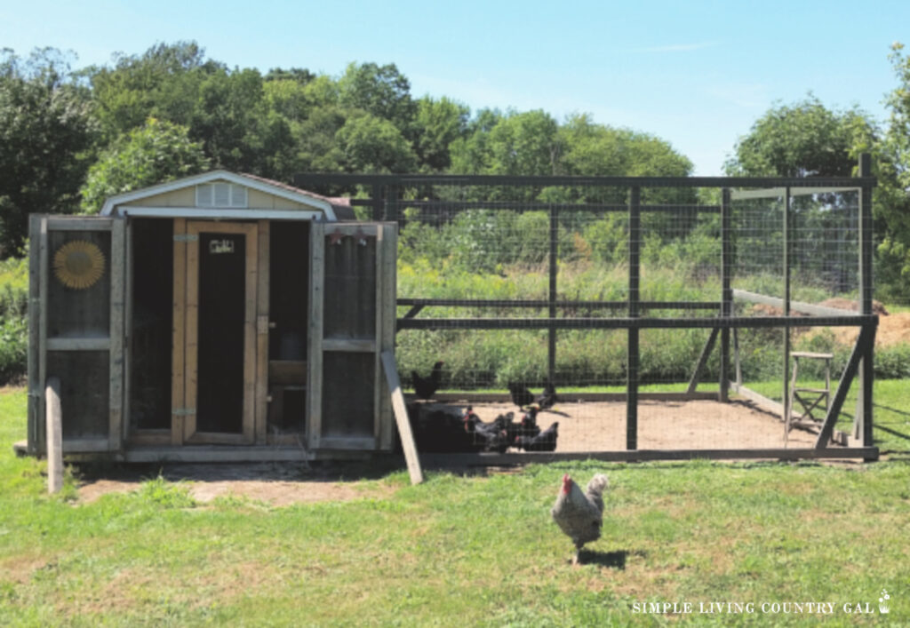 a chicken coop with a diy chicken run