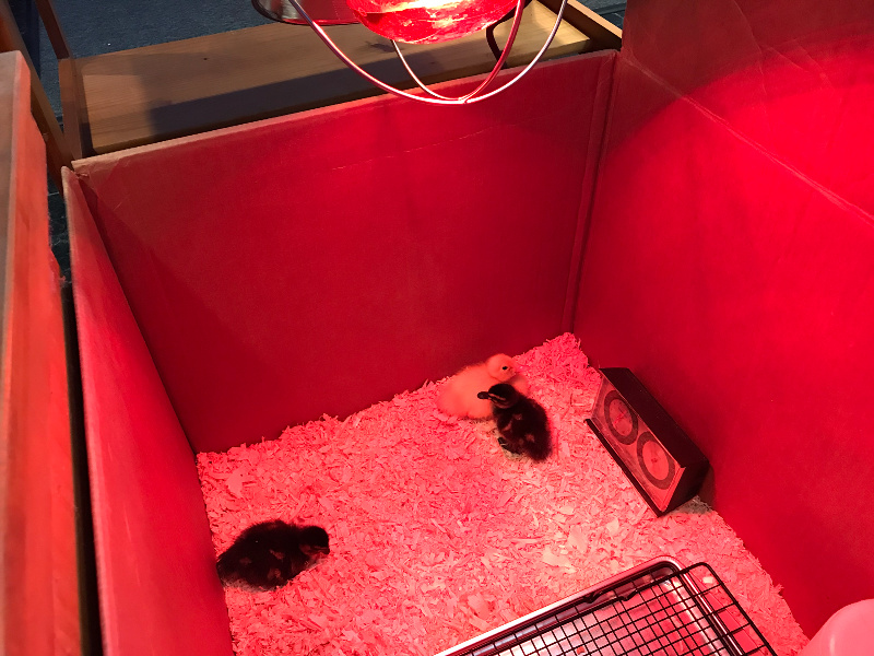 how warm to make your duckling brooder. DIY brooder box for ducklings