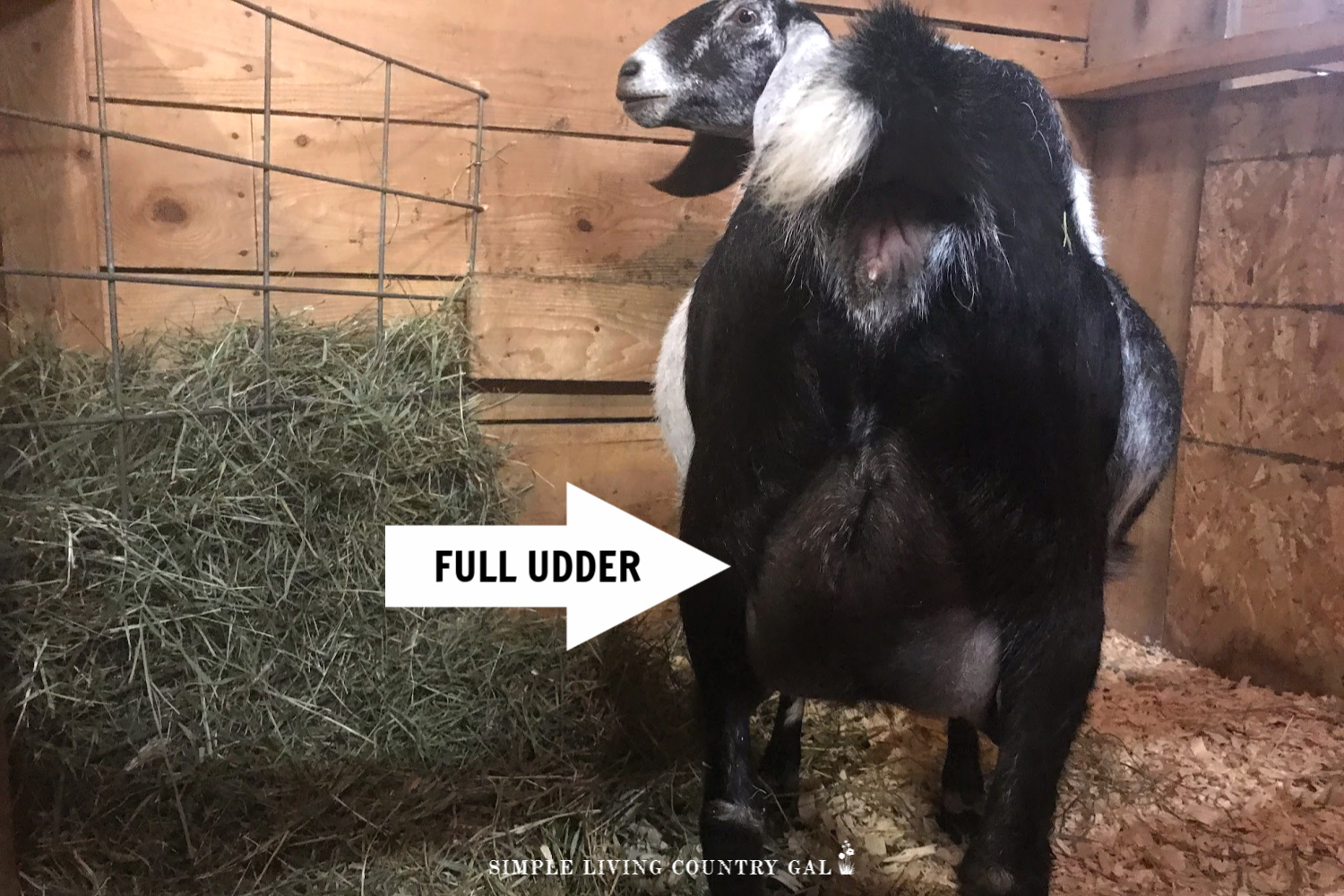 GOAT WITH A FULL UDDER READY TO KID