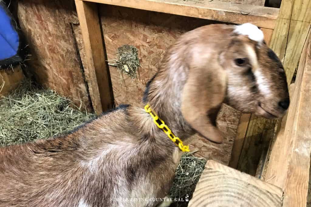 13 Goat Kidding Signs Simple Living Country Gal