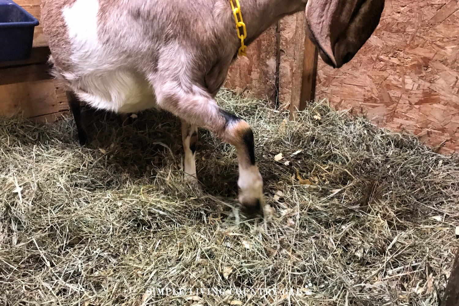 goat making a kidding bed with her hoof prior to kidding