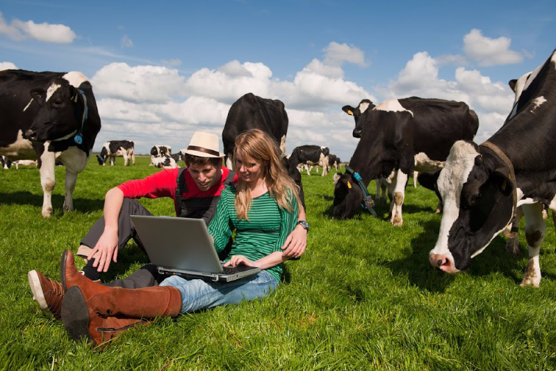 A couple sit with a laptop in a field of cows, learning how to make money with a homestead