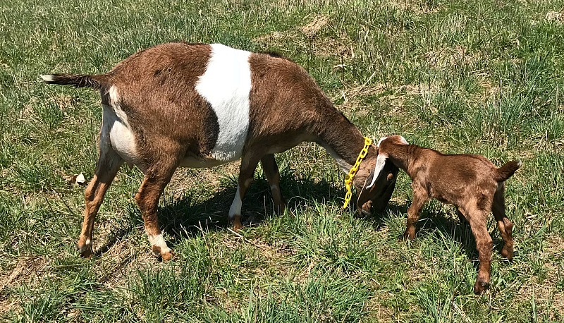 Do you love to garden and raise animals and desperately want to learn how to do this from home and make money too? Then this list on how to make money on a homestead might help. 