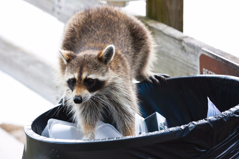 Racoon, a chicken predator. How to set up a simple chicken run. 