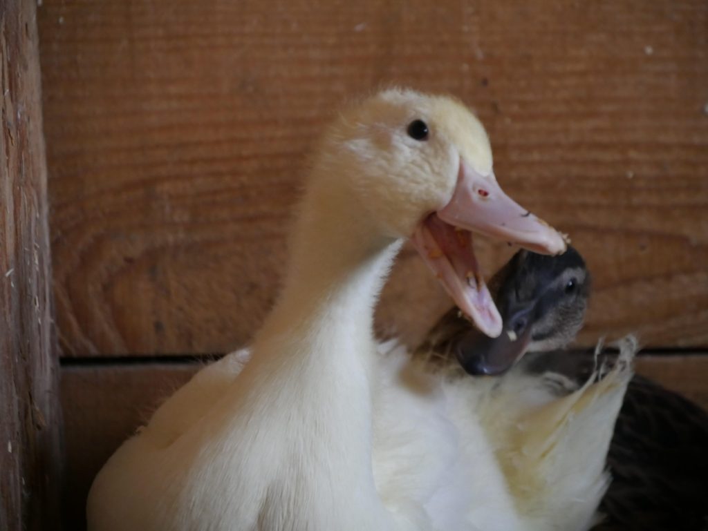 yellow duck in a diy duck brooder