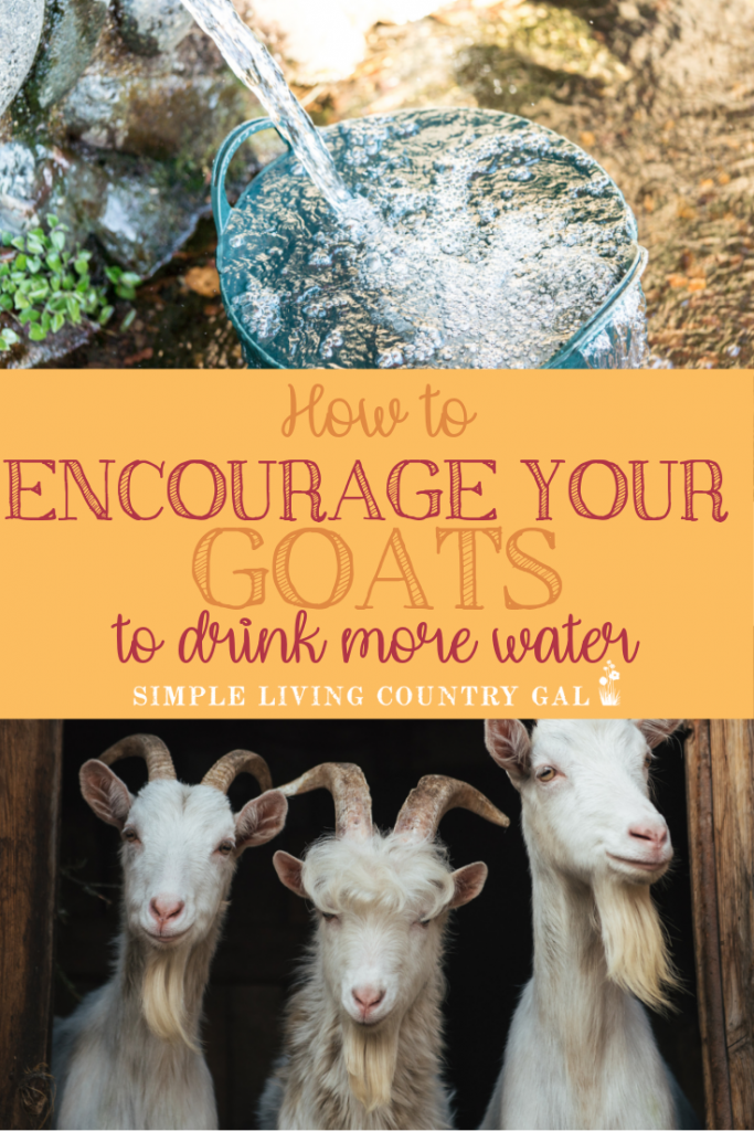 Nothing keeps a goat herd healthier than freshwater. But sometimes getting your backyard goats to drink is easier said than done. Use these tips to encourage your goats to drink more water. #goatcare #backyardgoats #goatswater #goathealth
